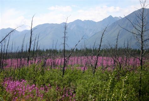 Tundra Vegetation Dynamics – Global Earth Observation & Dynamics of Ecosystems Lab (GEODE)