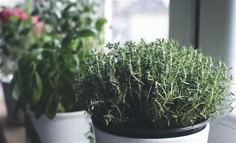 How To Grow Thyme From Cuttings