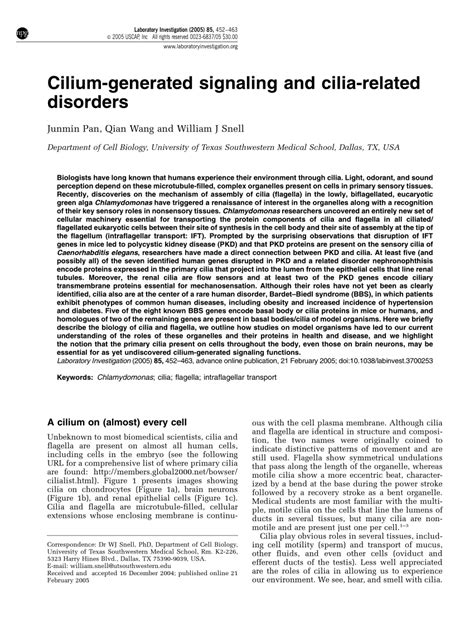 (PDF) Cilium signaling and cilia related disorders