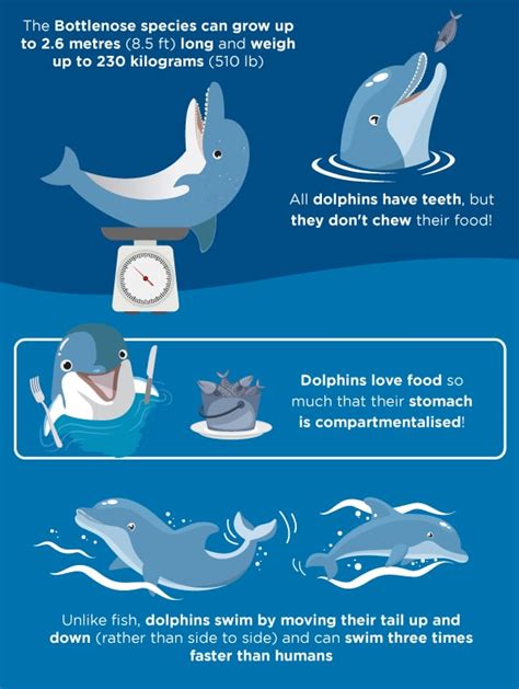 Dolphin Bay Atlantis Dubai Fun Facts | Atlantis The Palm