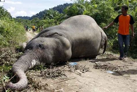 Gambar Hewan Gajah Sumatera - Gambar Hewan