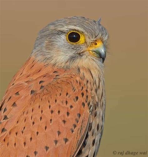 Common Kestrel Male | Focusing on Wildlife