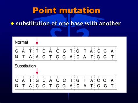 PPT - Chapter 7 Gene Mutation and DNA Polymorphisms PowerPoint Presentation - ID:3972840