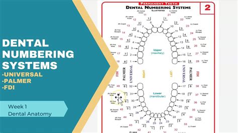 Dental Numbering Systems: Universal, Palmer, FDI - YouTube