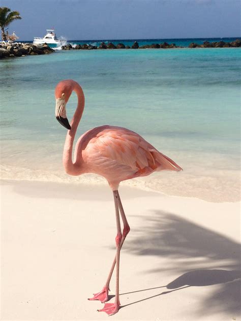 Flamingo Beach Wallpapers - Top Free Flamingo Beach Backgrounds - WallpaperAccess