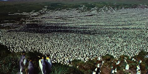 World's Largest King Penguin Colony May Soon Disappear Forever - The Dodo