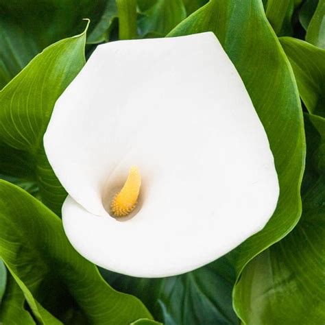 Gardens Alive! White Giant Calla Lily Bulbs at Lowes.com