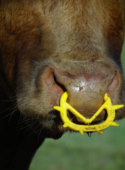 Cow With Nose Piercing Online | bellvalefarms.com