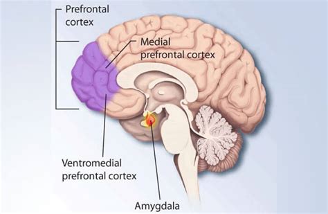 Prefrontal Cortex Anatomy