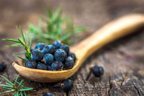 Juniper Berry Essential Oil: 8 Incredible Uses And Benefits