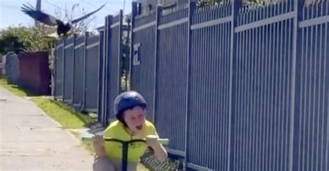 Swooping Magpie Attacks Terrified, Screaming Little Boy on Scooter | Rare