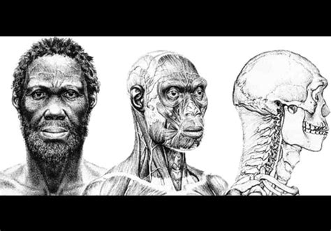 Homo Sapiens Idaltu (Herto Man) – Manusia Purba – Ciri-Ciri, Penjelasan