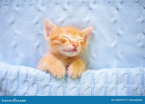 Baby Cat. Ginger Kitten Sleeping Under Blanket Stock Image - Image of knit, cozy: 155641575