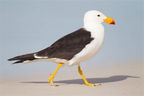 30 Types of Seagulls: A Fascinating Look at Their Diversity