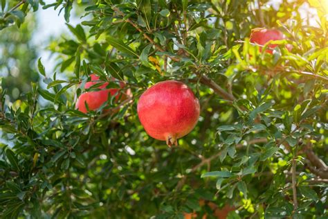 How To Plant A Pomegranate Tree From Seeds | Storables