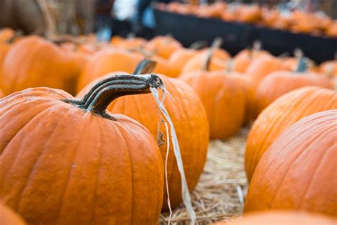 Halloween Adventures at Lopez Ranch Pumpkin Patch | Pretty Little Shoppers