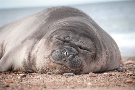 Viral Video: Sea Lions Chase Away Beachgoers in Southern California as ...