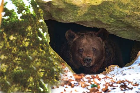 Bear Hibernation Facts - Krebs Creek