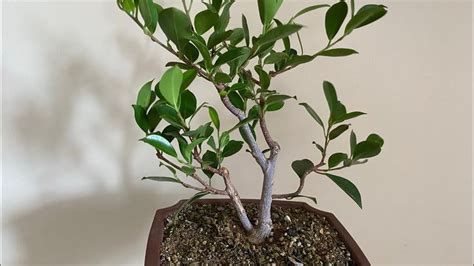 Ficus Root Pruning and Trunk Chop - YouTube | Ficus, Prune, Plants