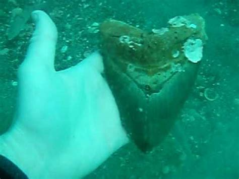 Finding a 5 7/8" Megalodon Tooth from The World's Largest Shark - YouTube