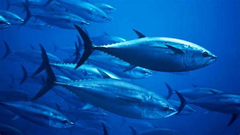 LUXTIONARY | Atlantic Bluefin Tuna - A 3 Million Dollar Fish
