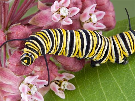 Monarch Caterpillar On Milkweed Flower