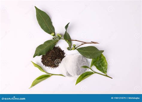 Different Types of Fresh Raw Green Tea Leaf Stock Image - Image of ...