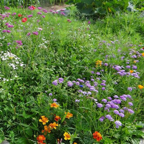 Plant Nectar Plants that Attract Butterflies | Edible Western NY