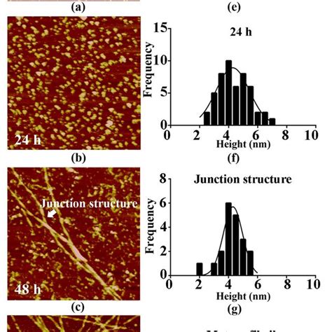 Hypothesis schematic of Aβ-induced Young's modulus. Aβ aggregation may... | Download Scientific ...