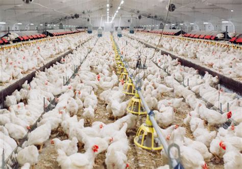 Understanding the Economics of Broiler Chicken Production - Poultry TRENDS