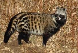 ANIMAL ZONE: Facts and Features African Civet