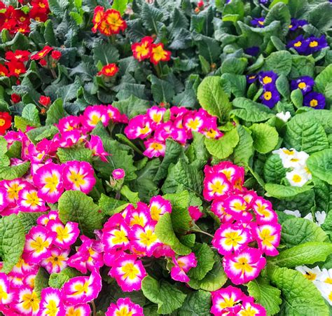 The Important Differences Between Annuals vs Perennials: Learn Why You Should Plant Both in Your ...