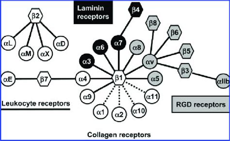 The integrin family: RGD receptors, laminin receptors, leukocyte ...