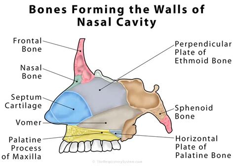 Nasal Cavity Definition, Anatomy, Functions, Diagrams