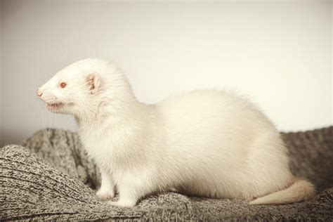 Albino For Sale | Ferrets | Breed Information | Omlet