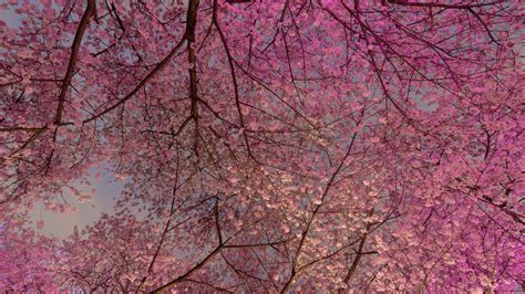 Van Cherry Blossom – Bing Wallpaper Download