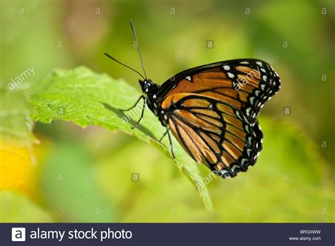 Mimicry And Viceroy High Resolution Stock Photography and Images - Alamy