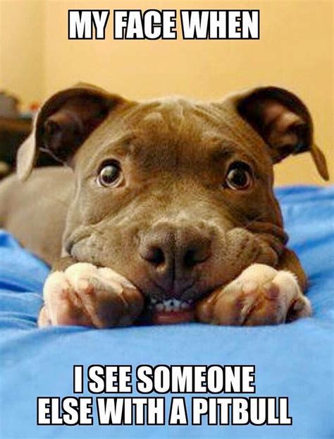 Pin by Dani Rescue Dog Mom on Pibbles | Pitbulls, Pitbull puppies, Cute ...