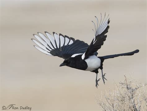 Magpie Colors And Photographic Goals – Feathered Photography