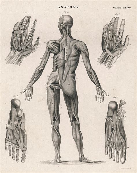 A Human Body, Showing The Muscles Drawing by Mary Evans Picture Library - Pixels