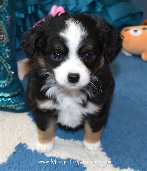 Aussie Shepherd Puppy, Mini Aussie Puppy, Toy Aussie, Aussie Puppies, Teacup Australian Shepherd ...