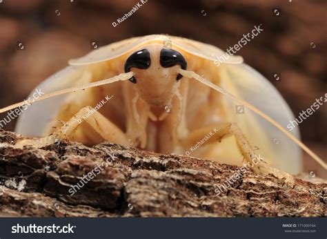 Molting Cockroach - Blaberus Sp. Stock Photo 171009164 : Shutterstock