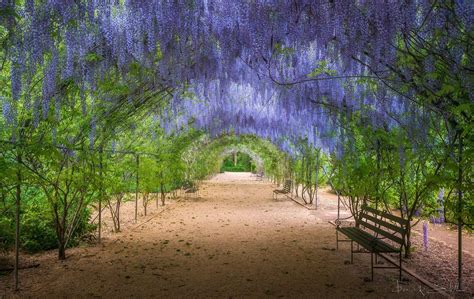 a pathway lined with trees and benches under purple wistery leaves on the ceiling