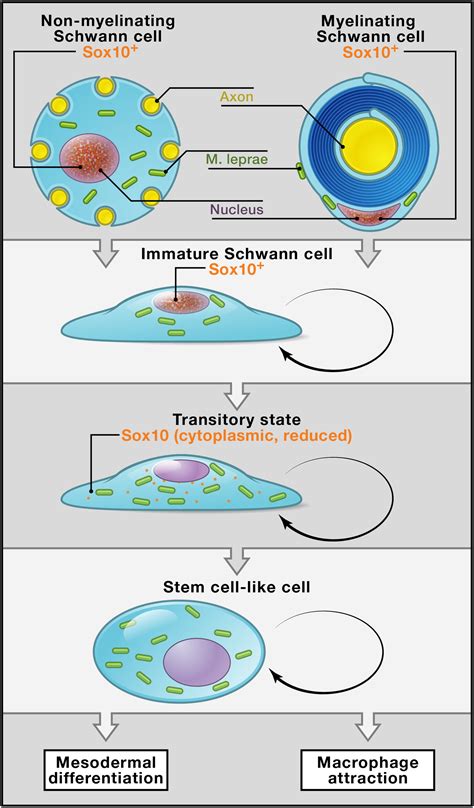 Mighty Bugs: Leprosy Bacteria Turn Schwann Cells into Stem Cells: Cell