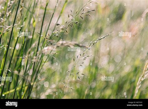 Grass in the sunlight Stock Photo - Alamy