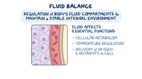 Overview of Fluid Balance - Osmosis Video Library