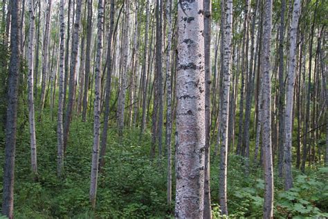 Alaska - A Dense Grove Of Birch Trees Photograph by Scott Lenhart