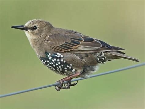 Female Starling Bird