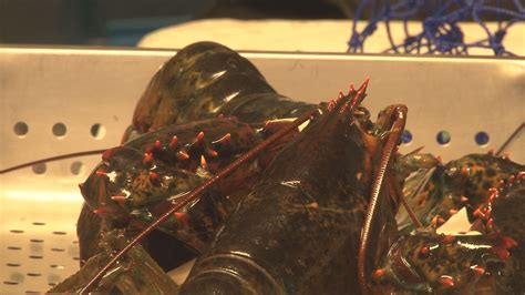 Ogunquit lobster pound makes deliveries | newscentermaine.com