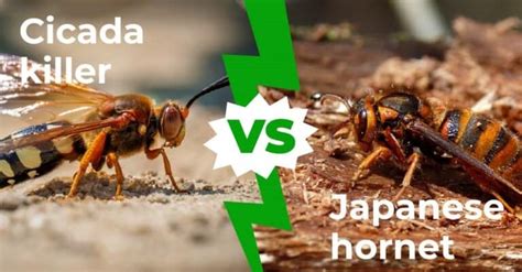 Cicada Killer vs Japanese Hornet: The Buzz on Big Bees with 3 Key ...